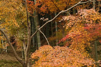 Maples and bamboo grove beyond