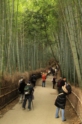 Bamboo grove outside Tenryū-ji's north gate