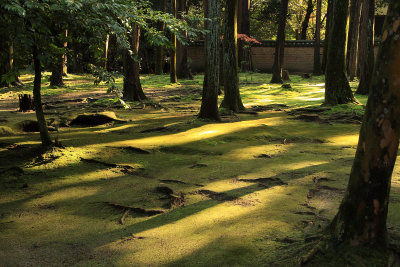 Moss garden within the Tōshōdai-ji complex