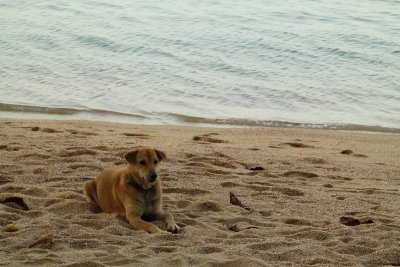Local beach dog in Bo Phut