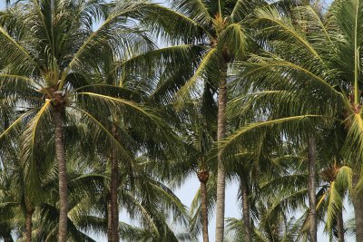 Coconut palms, Chaweng