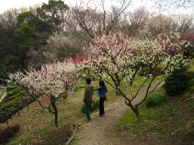 Ume blossoms in Higashiyama-kōen