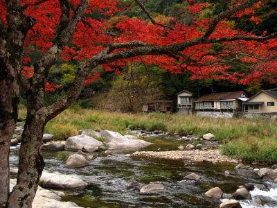 Japanese maple and the river