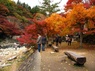 Varied autumn colors