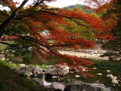Japanese maple on the edge of the river