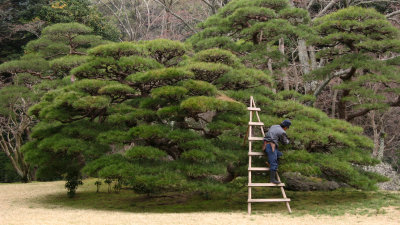 Trimming the trees, Naigū