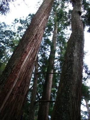 Towering Japanese cypress trees in Naigū