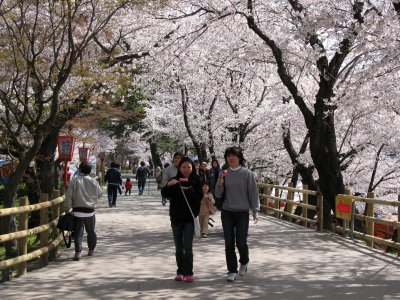 Walking beneath the sakura