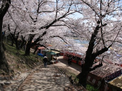 Path down through the cherry blossom trees
