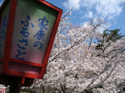 Lantern and sakura trees