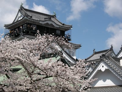 Okazaki-jō and sakura