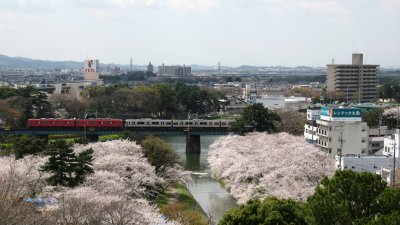 Passing Meitetsu train and sakura