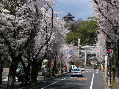 Cherry blossoms at the end of Honchō-dōri