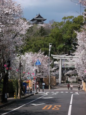 Sakura and the donjon of Inuyama-jō beyond