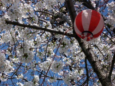 Cherry blossom flowers and hanami lantern