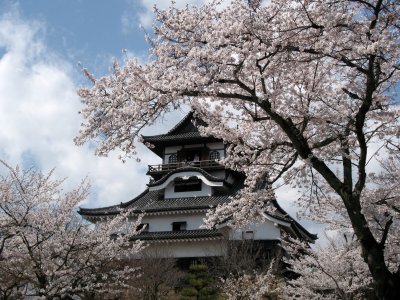 Inuyama-jō beneath the sakura