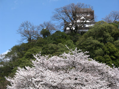 Inuyama-jō and sakura from the riverbank below