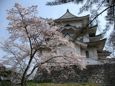 Iga Ueno-jō's donjon and cherry blossom