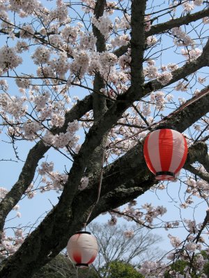 Pair of hanami lanterns in a sakura tree