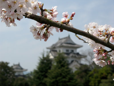 Sakura branch and Iga Ueno-jō