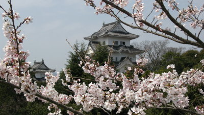 Iga Ueno-jō viewed through the sakura