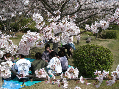 Cherry blossom and hanami party