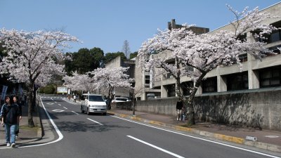 Cherry blossoms outside Iga City Hall