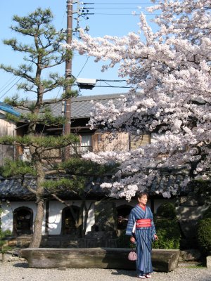 Kimono-clad woman posing beneath the sakura