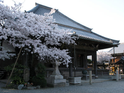 Jizō-in and sakura