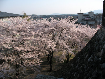 Cherry blossoms below the castle walls
