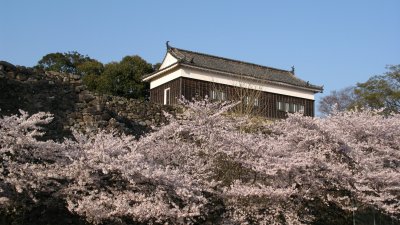 Kameyama-jō and surrounding sakura