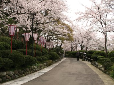 Cherry blossoms in the castle park