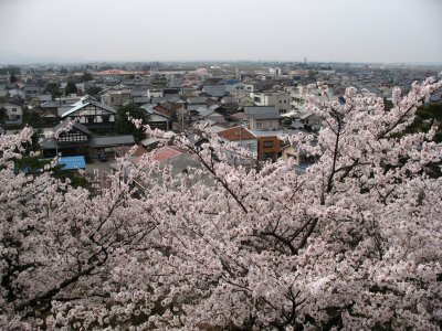 View out the lower floor of the donjon with sakura