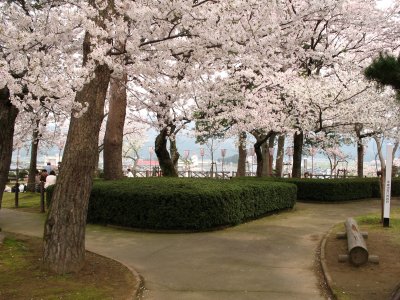 Forked path in Kasumiga-jō Park with sakura