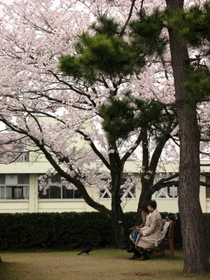 Lunch beneath the sakura with a hungry crow