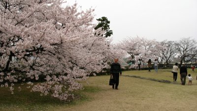 Viewing the sakura on the old castle grounds