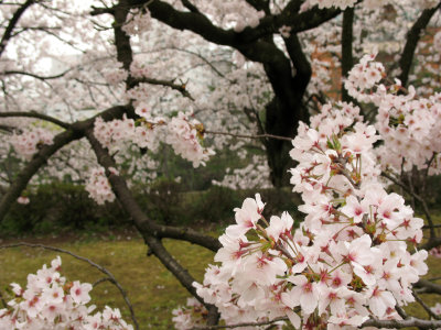 Cherry blossom branches, Fukui Castle Ruins