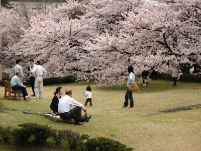 Relaxing and enjoying the cherry blossoms