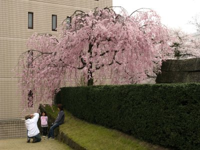 Snapping pics beneath a weeping cherry tree