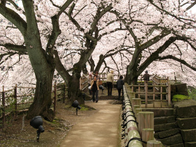 Cherry blossoms atop the former Ōte-mon