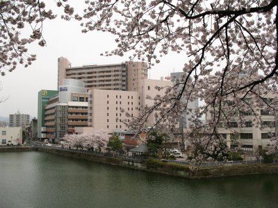 Modern Fukui scenery with sakura