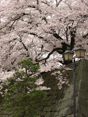 Manicured tree and lantern with sakura