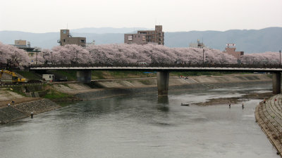 Row of cherry blossoms beyond Sakura-bashi