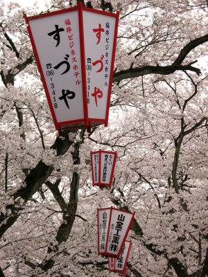 Advertising lanterns under the sakura