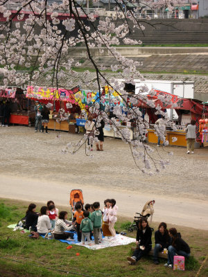 Hanami party on the banks of the Asuwa