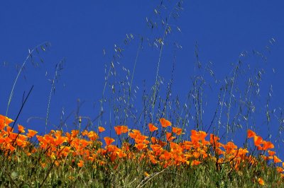 Poppies at  Lake Elsinore,CA