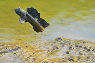 mudskipper Jump 1