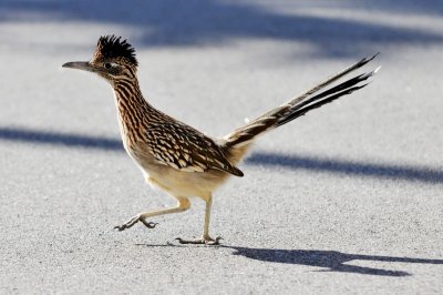 Roadrunner. 