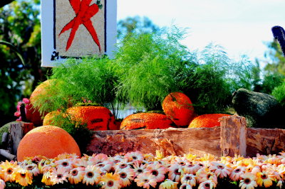 78. Harvesting Good Health.TOM_1237c.jpg