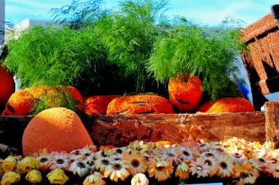 78. Harvesting Good Health.TOM_1245c.jpg